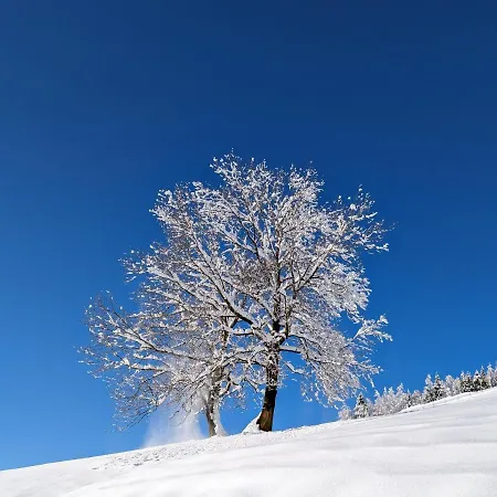 Chalet 4-sterne Tiny House Als Rueckzugsort Fuer Naturliebhaber Im Oberallgaeu *